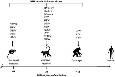 Cytokine-Mediated Tissue Injury in Non-human Primate Models of Viral Infections